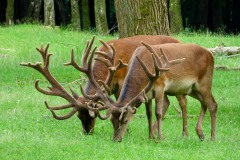 Foto: Cord Worthmann