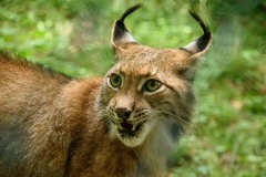 Foto: Sabine Baumunk