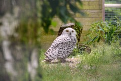 Foto: Jessica Höschler