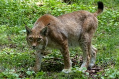 Foto: Anne Schönfeld