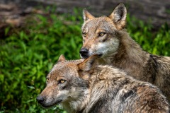 TIERFOTOGRAFIE-GRILLEN-IM-WILDPARK-KNUeLL-003