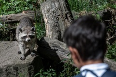 TIERFOTOGRAFIE-GRILLEN-IM-WILDPARK-KNUeLL-010