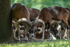 TIERFOTOGRAFIE-GRILLEN-IM-WILDPARK-KNUeLL-011
