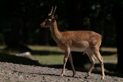 TIERFOTOGRAFIE-GRILLEN-IM-WILDPARK-KNUeLL-013