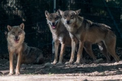 TIERFOTOGRAFIE-GRILLEN-IM-WILDPARK-KNUeLL-014