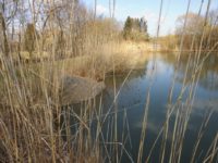 Hundewasser 30.03.2015 2.jpg