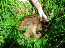 Rehkitz duckt sich im Gras - Feldtag Jungwildrettung