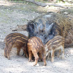wildschwein