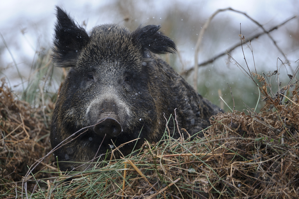 Bild: Wildschwein im Kessel