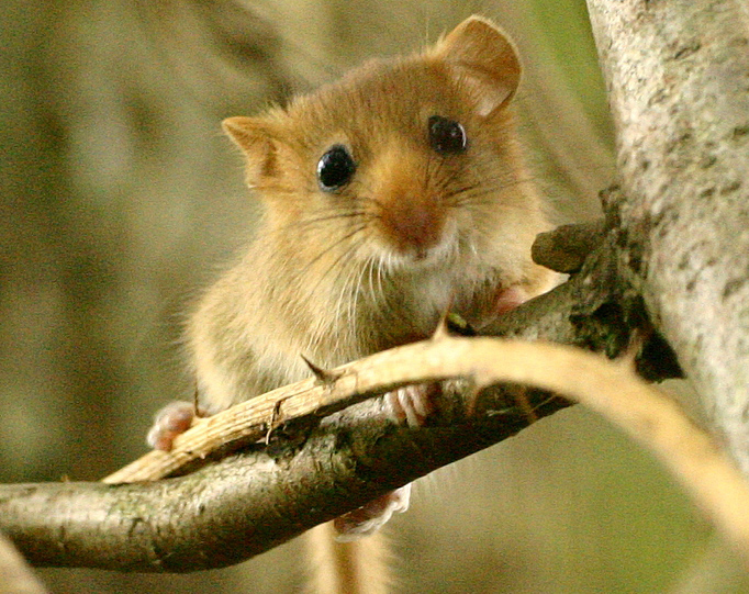 Die Haselmaus – Wildtier des Jahres 2017