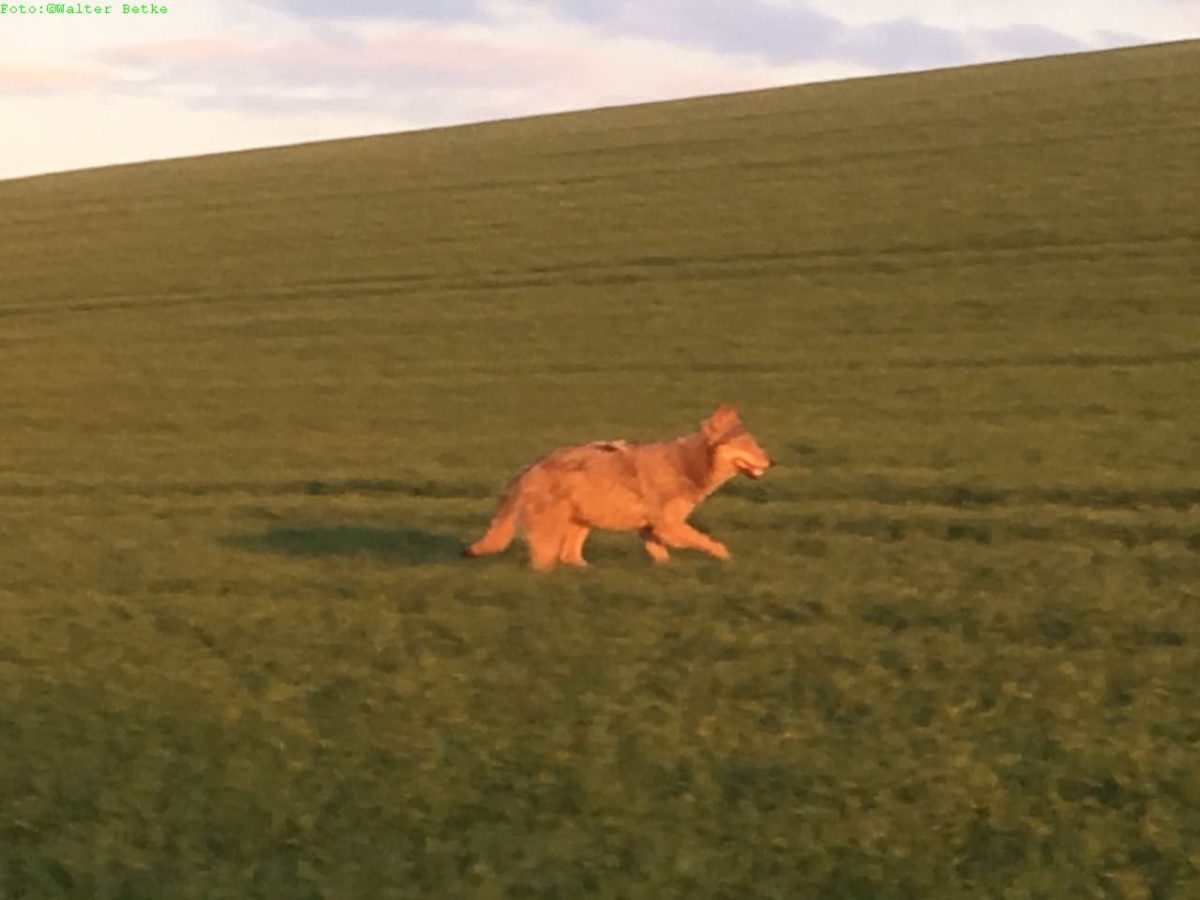 Wolf in Waldeck unterwegs