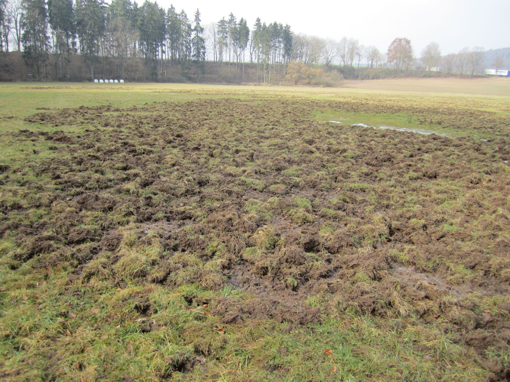 Grünlandschäden vom Schwarzwild