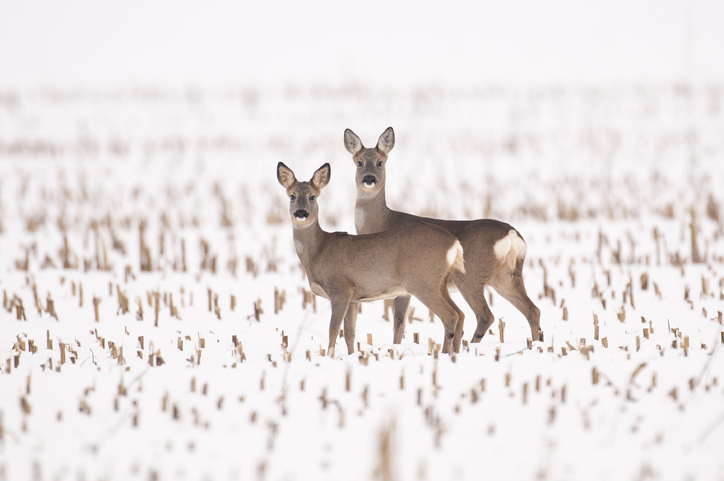 Mit etwas Rücksicht kann so jeder einfach dazu beitragen, Wildtiere nicht unnötig in Angst und Schrecken zu versetzen. Mit etwas Glück gelingt es dann sogar, Rehe, wie hier im Feld beobachten zu können. Foto: Rolfes/DJV.
