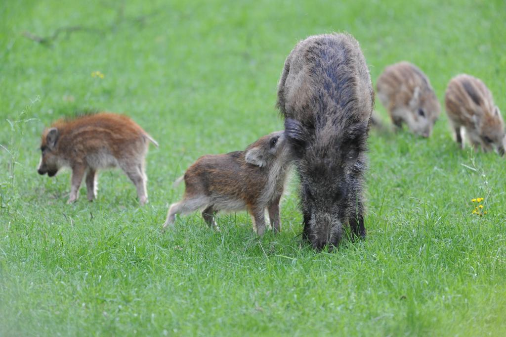 Bache mit Frischlingen