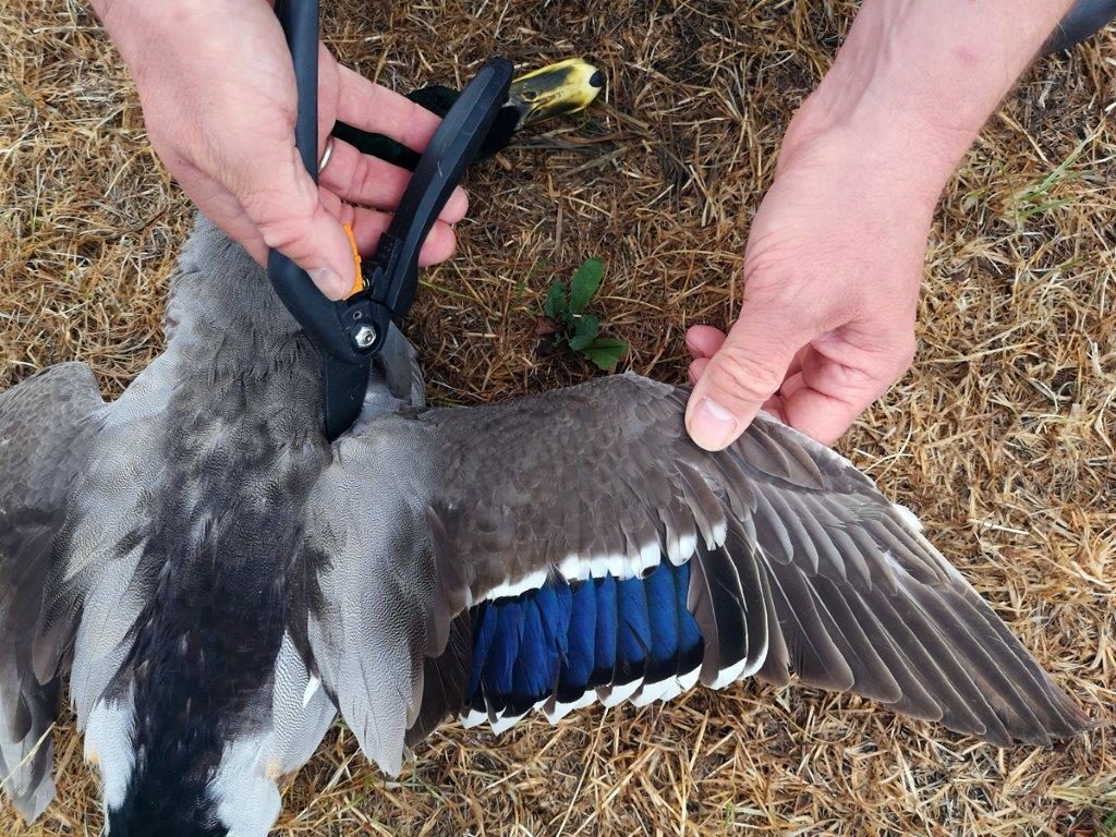 Bitte unterstützen Sie durch die Einsendung von Entenschwingen das Niederwildmonitoring in Hessen. Foto: Beer/AKW