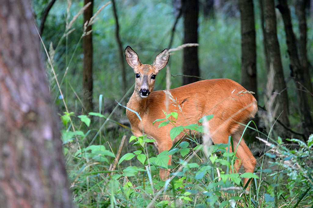 Symbolbild Rehwild im Wald, Bildquelle: Hamann/DJV