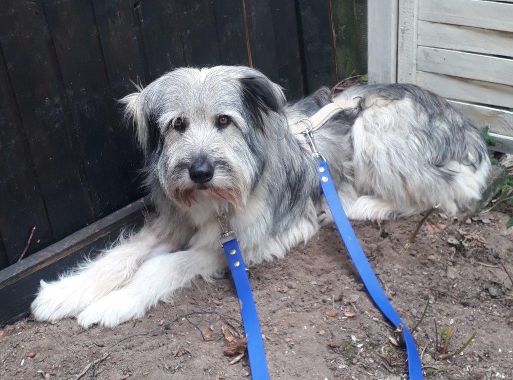 Entlaufende Hündin Branka im Vogelsbergkreis gesucht