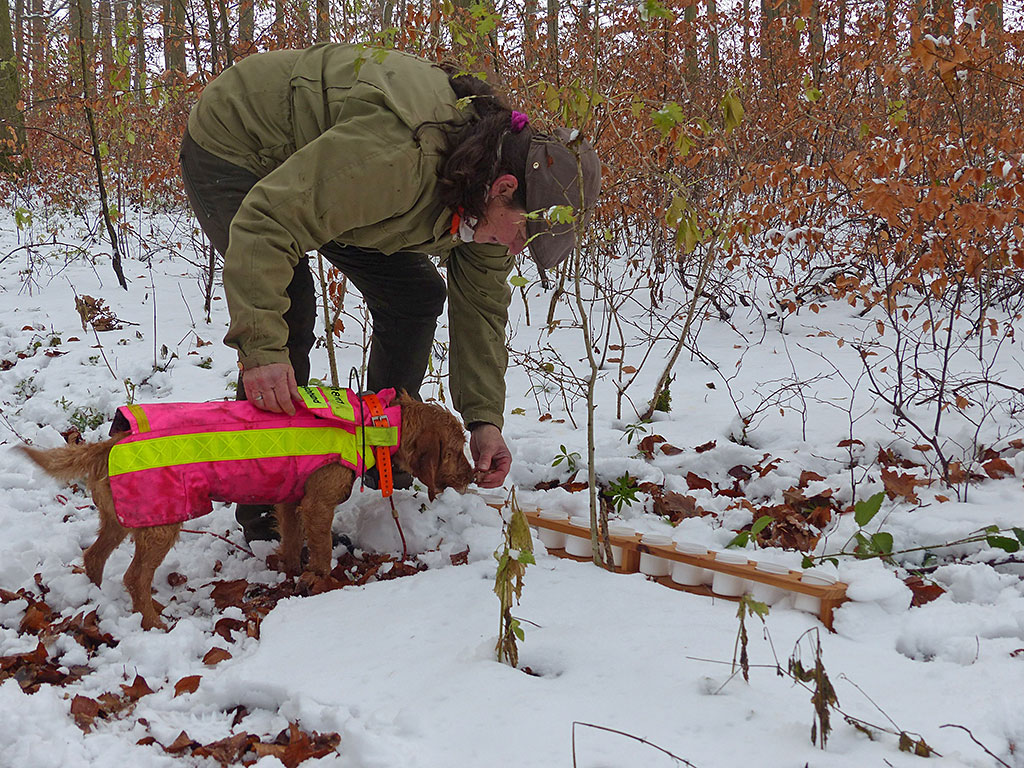 Ausbildung ASP-Kadaversuchhunde in Hessen