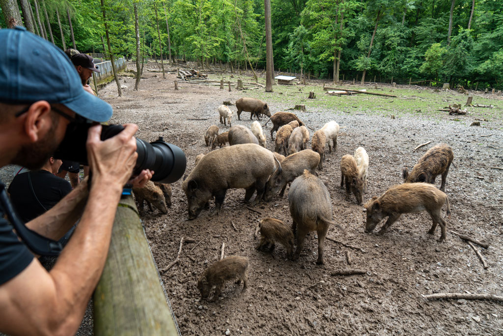 Wildtierfotografie Schwarzwild im Wildpark Knüll