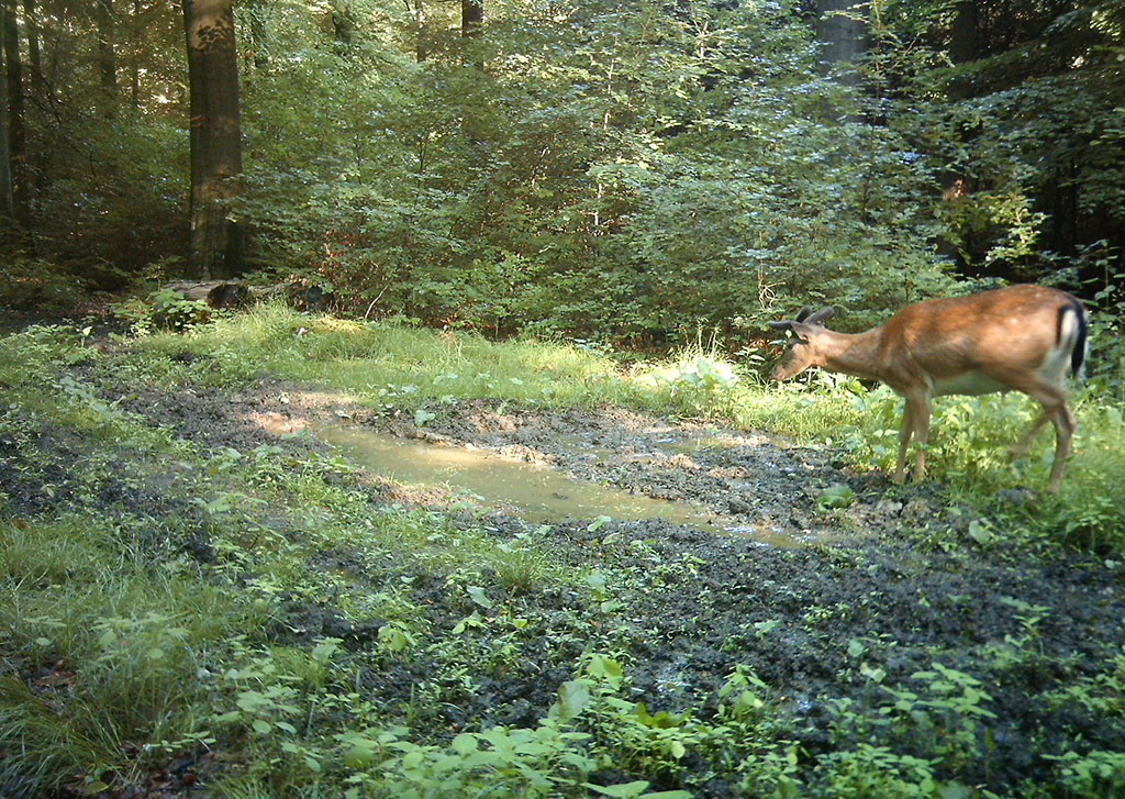 Wildkameras an Suhlen und Kirrungen