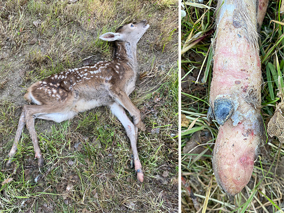 Dieses Rotwildkalb mit starken Missbildungen an den Läufen und Schalen wurde am 5. Juni 2023 am "Hohen Keller" im Rotwildgebiet Kellerwald-Edersee entdeckt und konnte erlöst werden. Foto: privat