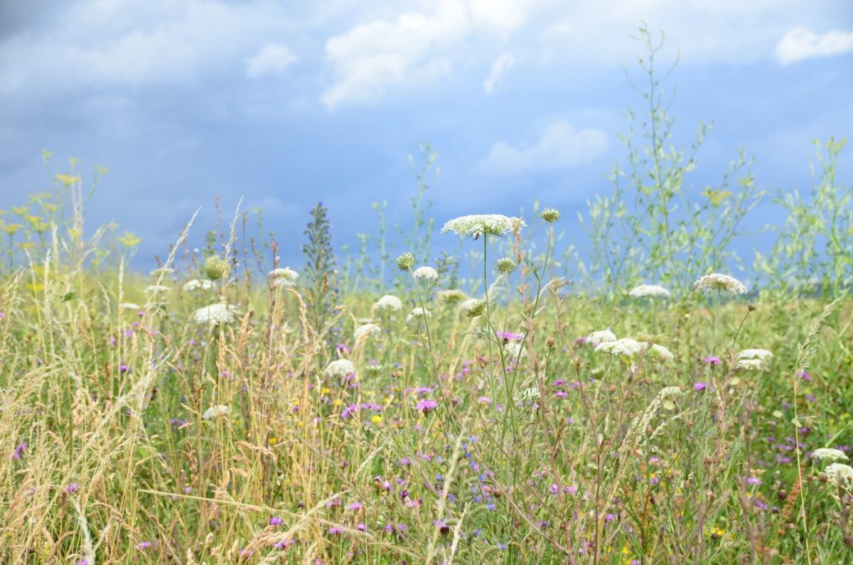 Der Anbau von mehrjährigen, ertragreichen Wildpflanzenmischungen anstelle von Mais ermöglicht eine Vielzahl an positiven Effekten für den Natur- und Artenschutz im Offenland. Foto Stöveken/LJV Hessen