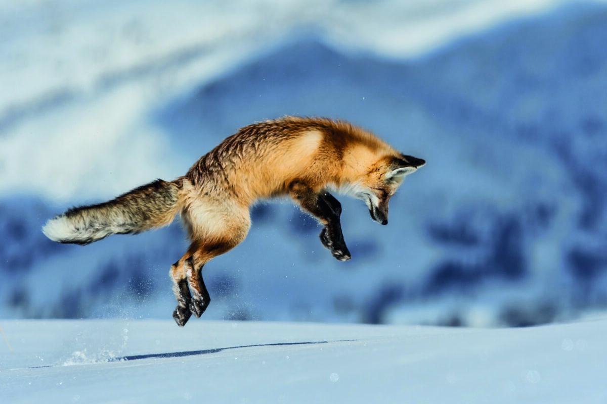 Der Landesjagdverband Hessen wünscht allen Mitgliedern, Unterstützern, Freunden und Bekannten ein frohes Weihnachtsfest! Quelle: Lopri.com