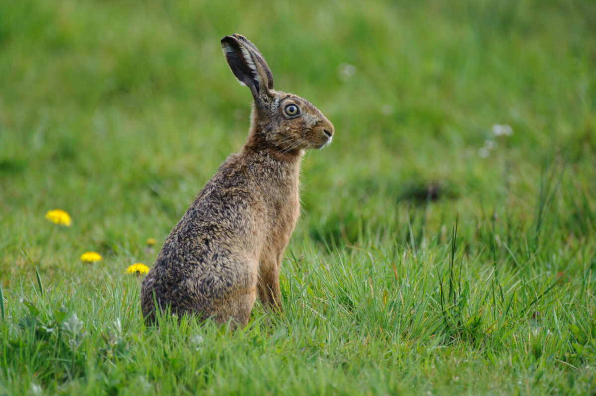 Der mittlere Zuwachs bei den Feldhasen in den hessischen WILD-Referenzgebieten lag im Jahr 2023 bei erfreulichen 26 Prozent. Foto: Rolfes/DJV