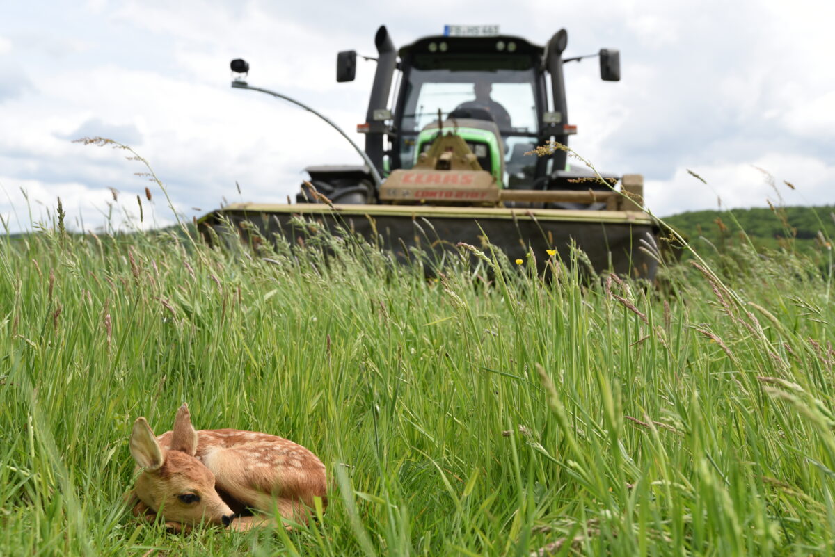 Rehkitze ducken sich instinktiv bei Gefahr tief ins Gras. Dies kann den Tieren zum Verhängnis werden. Foto (nachgestellt): Markus Stifter/LJV Hessen