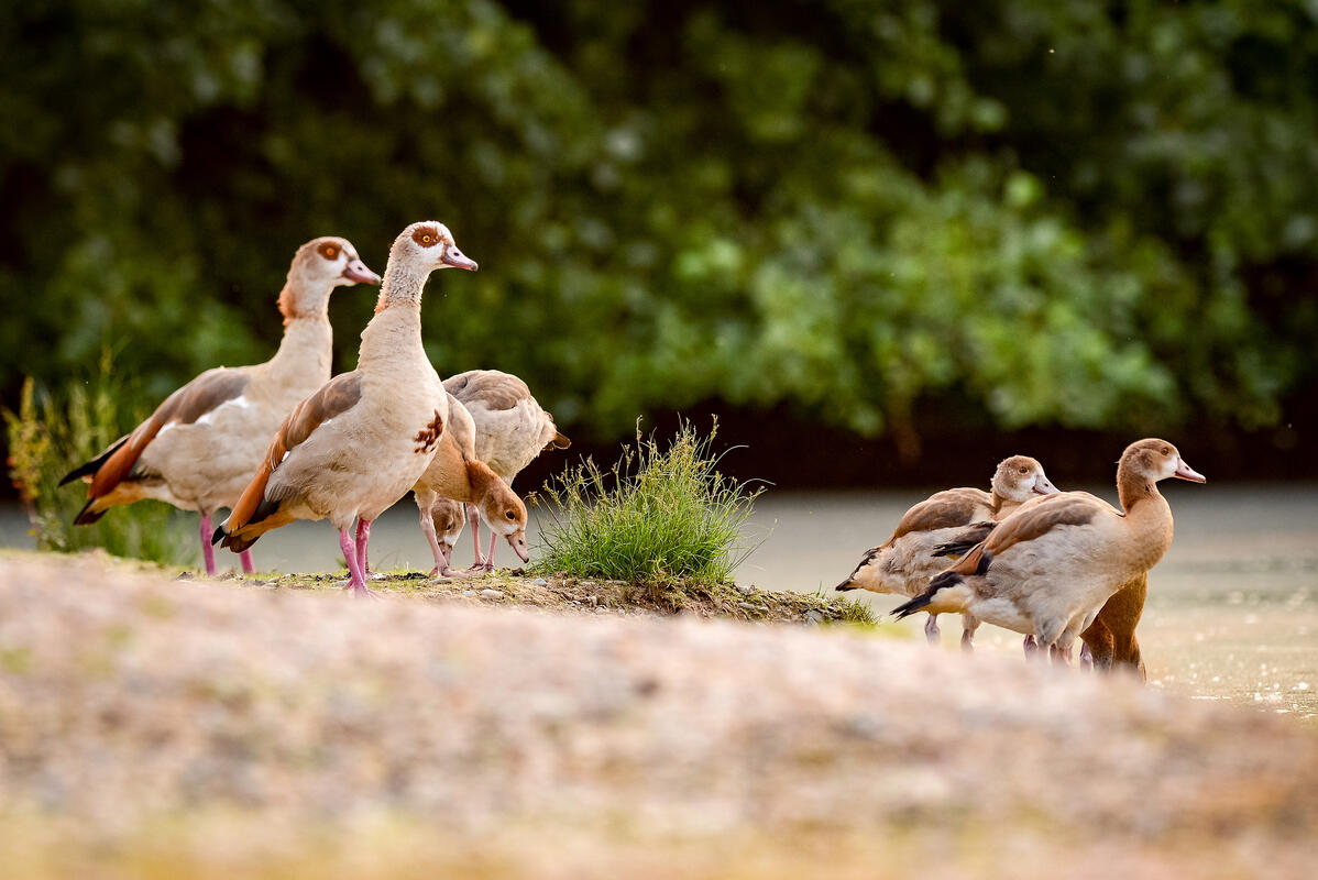 Erstmals ist die invasive Nilgans in Deutschland weiter verbreitet als die heimische Graugans. Quelle: Kauer/DJV