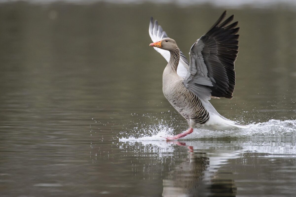 Geflügelpest in Hessen: Verdachtsfälle im Kreis Groß-Gerau bestätigt