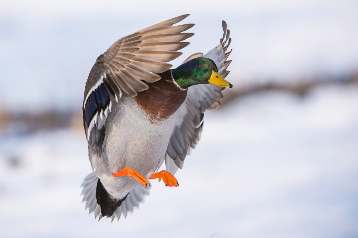 Archivfoto Stockente. (Quelle: Rolfes/DJV)